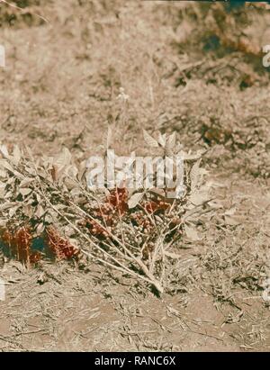 Kenia Kolonie. Plantagen in Kenia Kolonie. Nahaufnahme von einem Kaffee Niederlassung in Obst. 1936, Kenia. Neuerfundene Stockfoto