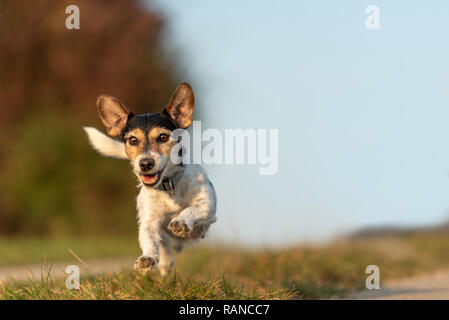 Kleiner Hund läuft und fliegt über eine grüne Wiese im Sommer vor blauem Himmel - Jack Russell Terrier Hund 9 Jahre alt Stockfoto