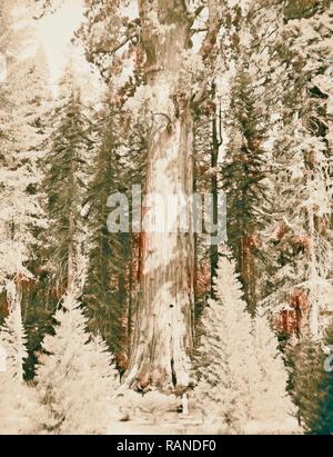 Sequoia National Park, Sept. 1957 Die Sherman Baum. 1957, Kalifornien, USA. Neuerfundene durch Gibon. Klassische Kunst mit einem Neuerfundene Stockfoto