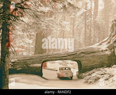 Sequoia National Park, Sept. 1957 der Tunnel anmelden. Auto fahren durch Passage durch Seite anmelden. 1957 Neuerfundene Stockfoto