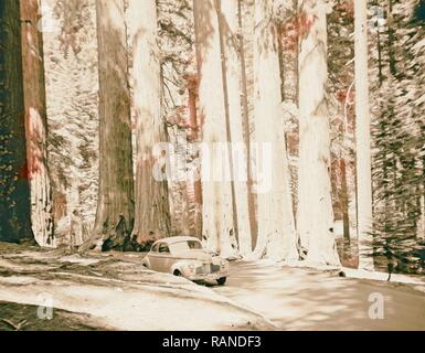 Sequoia National Park, Sept. 1957 der Tunnel anmelden. Der Kongress Gruppe?. 1957, Kalifornien, USA. Neuerfundene Stockfoto
