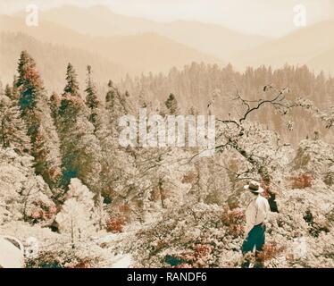 Sequoia National Park, Sept. 1957 Berg Szene, Wald, die fernen Gipfel. 1957, Kalifornien, USA. Neuerfundene Stockfoto