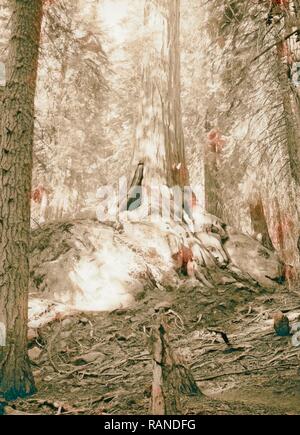 Sequoia National Park, Sept. 1957 Giant Redwood Baum balanciert auf Mammut Boulder. 1957, Kalifornien, USA. Neuerfundene Stockfoto