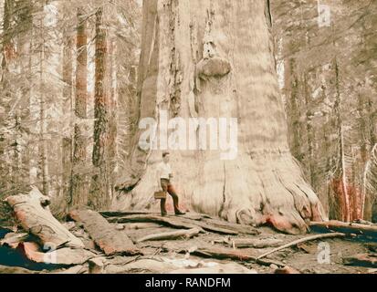 Sequoia National Park, Sept. 1957 "Die Toten Riesen" auffällig Ständigen [?] weiß Baum, bellte, näher. 1957 Neuerfundene Stockfoto