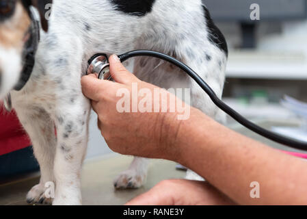 Tierarzt untersucht einen kleinen Hund - Jack Russell Terrier Stockfoto