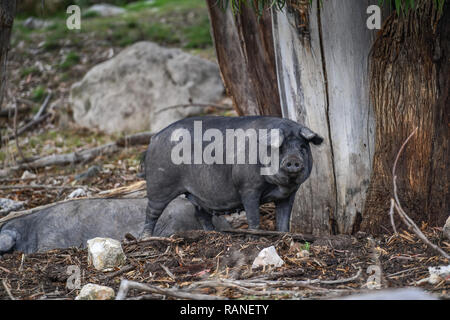 Free Running house Schweine, Halbinsel Akamas, Zypern, freilaufende Hausschweine, Akamas-Halbinsel, Zypen Stockfoto