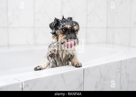 Jack Russell Terrier - Hund mit Schaum in der Badewanne, beim Baden im Badezimmer Stockfoto