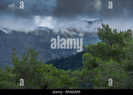 Paphos Wald, Troodos-gebirge, Zypern, Paphos-Forst, Troodos-Gebirge, Zypern Stockfoto