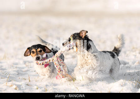 Zwei süße kleine Hunde sind im Schnee spielen mit einem Ball - Jack Russell Terrier Hund - Frisur gebrochen Stockfoto