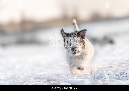 Jack Russell Terrier - niedlichen kleinen Hund läuft über verschneite Wiese im Winter Stockfoto