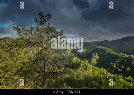 Paphos Wald, Troodos-gebirge, Zypern, Paphos-Forst, Troodos-Gebirge, Zypern Stockfoto