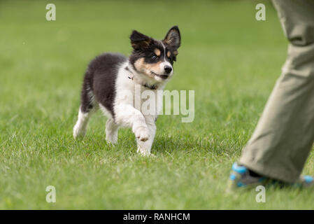 Hundeführer ist besetzt mit seinem Border Collie Welpen. Doggy 8 Wochen alt Stockfoto