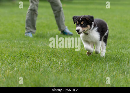 Hundeführer ist besetzt mit seinem Border Collie Welpen. Doggy 8 Wochen alt Stockfoto