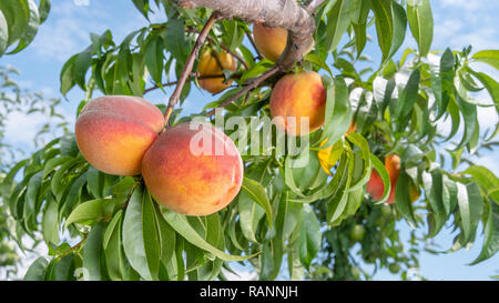 Frische Peach Tree closeup mit Früchten und Blättern in der Sonne. Kopieren Sie Raum, Toning Stockfoto