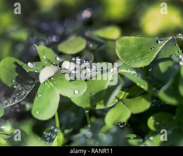 Regen, Tau. Isoliert. Makrofotografie verlassen den Eindruck von kleinen Diamanten auf ein vierblättriges Kleeblatt grüne Pflanze. Stock Bild. Stockfoto
