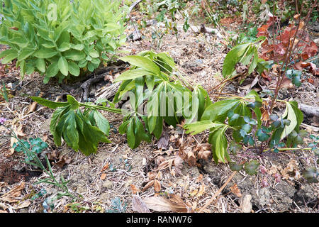 Welken und geröstete Garten Pflanzen in trockenen Blumenbeeten, aufgrund des ungewöhnlich heißen und trockenen Sommer Wetter von der britischen im Juni und Juli 2018 erlebt. Stockfoto