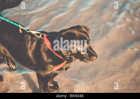 Schöne schwarze Labrador Retriever am Strand nass auf dem Wasser Stockfoto