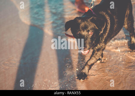 Schöne schwarze Labrador Retriever am Strand nass auf dem Wasser Stockfoto