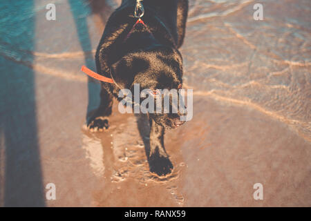 Schöne schwarze Labrador Retriever am Strand nass auf dem Wasser Stockfoto