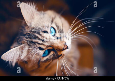 Porträt der gestreiften Katze. Europäische Katze mit blauen Vor auf einem schönen Hintergrund. Stockfoto