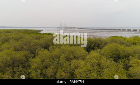 Luftaufnahme Mangroven und Tragkabel Brücke Suramadu über madura Meerenge zwischen den Inseln Java, Madura. surabaya Hohe Küste Brücke mit Autobahn. Java, Indonesien Stockfoto