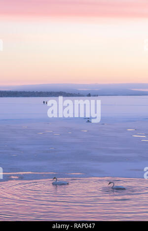 Schwäne im Winter, Muonio, Lappland, Finnland Stockfoto