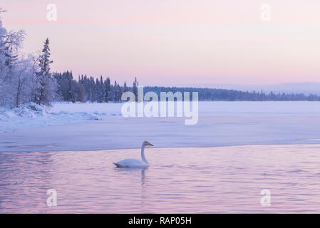 Schwäne im Winter, Muonio, Lappland, Finnland Stockfoto