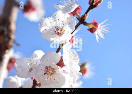 Kirschblüte Stockfoto