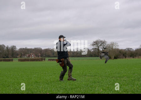 Peregrine Falcon Stockfoto