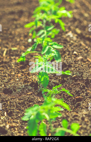 Tomaten Pflanze Jung