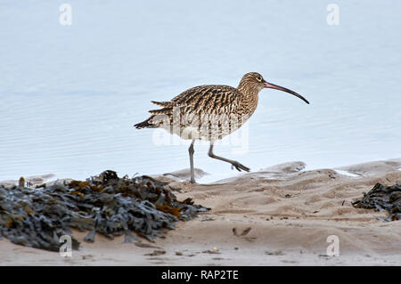 Brachvögel (Numenius arquata) am Wattenmeer bei Ebbe suchen, Lindisfarne (Heilige Insel) Großbritannien Stockfoto