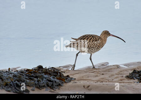 Brachvögel (Numenius arquata) am Wattenmeer bei Ebbe suchen, Lindisfarne (Heilige Insel) Großbritannien Stockfoto