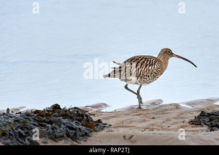 Brachvögel (Numenius arquata) am Wattenmeer bei Ebbe suchen, Lindisfarne (Heilige Insel) Großbritannien Stockfoto