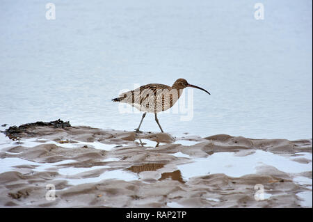 Brachvögel (Numenius arquata) am Wattenmeer bei Ebbe suchen, Lindisfarne (Heilige Insel) Großbritannien Stockfoto