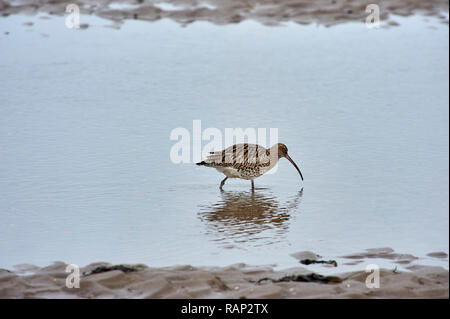 Brachvögel (Numenius arquata) am Wattenmeer bei Ebbe suchen, Lindisfarne (Heilige Insel) Großbritannien Stockfoto