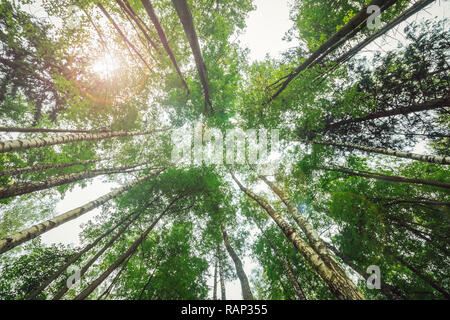 Blick auf die Bäume von unten nach oben auf dem Hintergrund der hellen Himmel und die Sonne in den Zweigen der Bäume Stockfoto