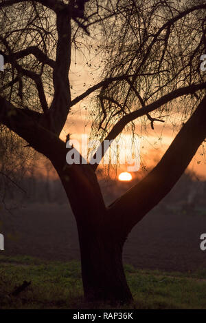 Die untergehende Sonne hinter einem Baum Stockfoto