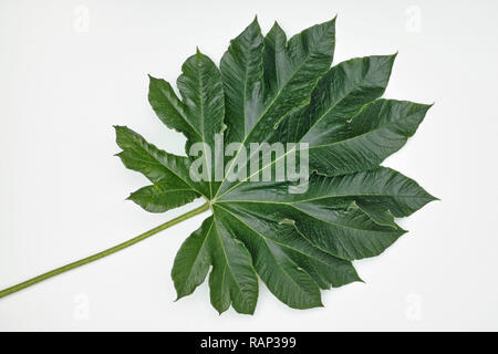 Blatt Reispapier Pflanze, Tetrapanax papyrifer Stockfoto