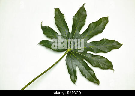 Ein Blatt Papier, fatsia Japonica Stockfoto