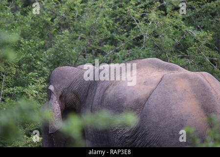 Yala National Park ist einer der besten Orte für Sichtungen von wilden Elefanten im Park ist Heimat für viele Tiere wie Vögel, Leoparden, Rotwild, Stockfoto