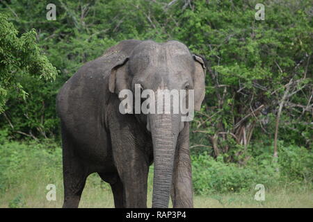 Yala National Park ist einer der besten Orte für Sichtungen von wilden Elefanten im Park ist Heimat für viele Tiere wie Vögel, Leoparden, Rotwild, Stockfoto