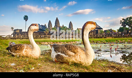 Angkor Wat Tempel im Wasser der Lotus Teich bei Sonnenuntergang widerspiegelt. Enten auf den Vordergrund. Siem Reap. Kambodscha Stockfoto