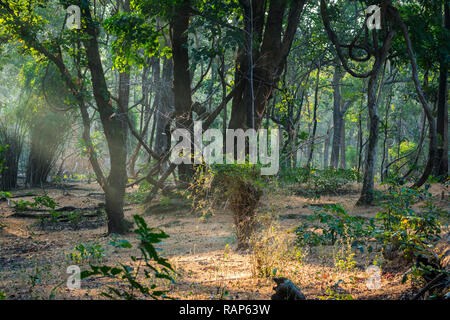 Am frühen Morgen Safari im Winter Nebel mit Sonnenstrahlen in Bandhavgarh Tiger Reserve, Indien Stockfoto