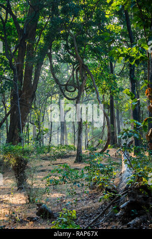 Am frühen Morgen Safari im Winter Nebel mit Sonnenstrahlen in Bandhavgarh Tiger Reserve, Indien Stockfoto