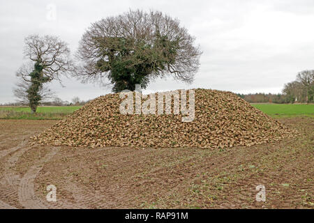 Eine Klemme des geernteten Zuckerrüben auf ein Norfolk Bauernhof warten auf Sammlung für die Fabrik- und Veredelung. Stockfoto