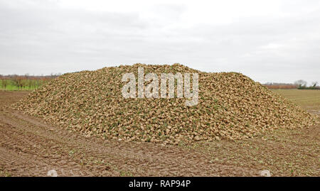 Eine Klemme des geernteten Zuckerrüben auf ein Norfolk Bauernhof warten auf Sammlung für die Fabrik- und Veredelung. Stockfoto