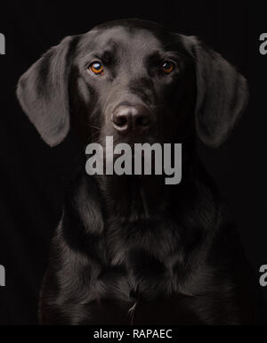 Schwarzer Labrador Dog Portrait in einem Studio Einstellung vor einem schwarzen Hintergrund genommen Stockfoto