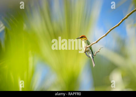 Chestnut-headed Bee-eater - Merops leschenaulti, schöne bunte Bienenfresser aus asiatischen Wäldern und Büschen, Bali, Indonesien Stockfoto