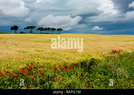 Getreide feldern unter Blau stürmische Wolken, mit einigen Mohnblumen im Vordergrund Stockfoto