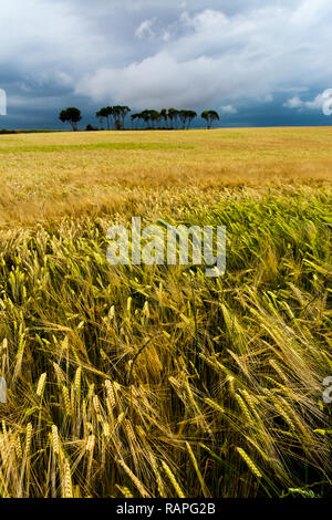 Getreide feldern unter Blau stürmische Wolken Stockfoto